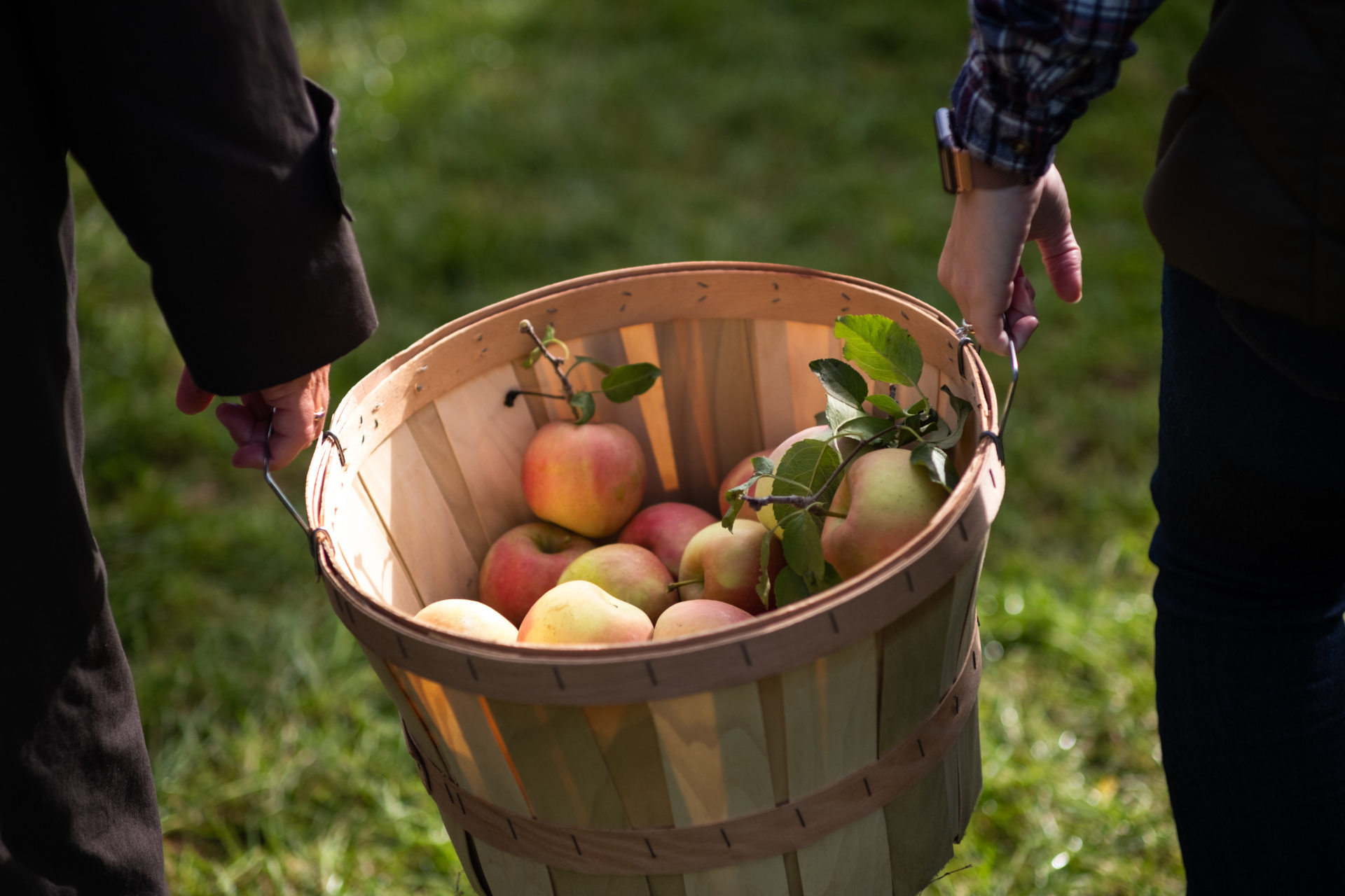 Two people carrying a basket of freshly picked apples together